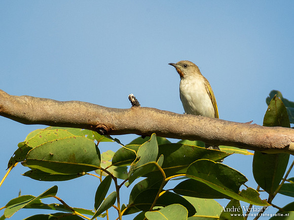 Roodkeelhoningeter / Rufous-throated Honeyeater - Jabiru NT