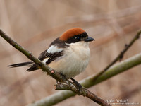 Roodkopklauwier / Woodchat Shrike - Den Oever