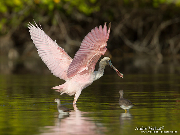 Rode Lepelaar / Roseate Spoonbill - Bigi Pan