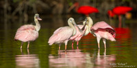 Rode Lepelaar / Roseate Spoonbill - Bigi Pan
