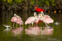 Rode Lepelaar / Roseate Spoonbill - Bigi Pan