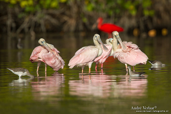 Rode Lepelaar / Roseate Spoonbill - Bigi Pan