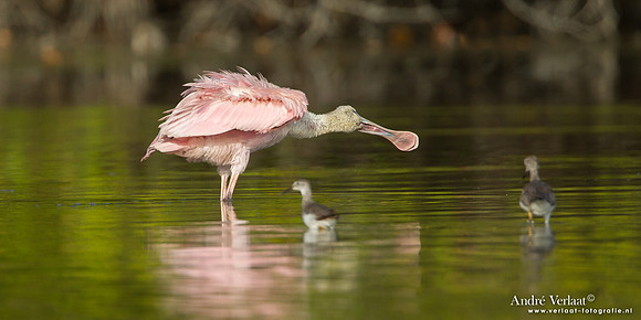 Rode Lepelaar / Roseate Spoonbill - Bigi Pan