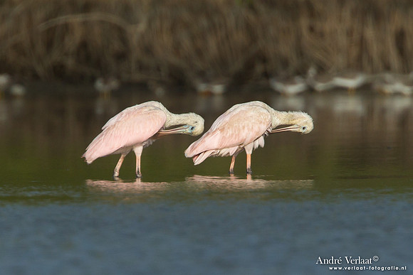 Rode Lepelaar / Roseate Spoonbill - Bigi Pan