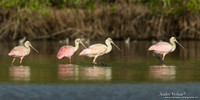 Rode Lepelaar / Roseate Spoonbill - Bigi Pan