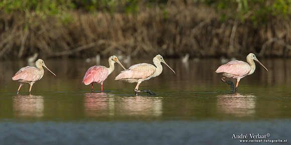 Rode Lepelaar / Roseate Spoonbill - Bigi Pan