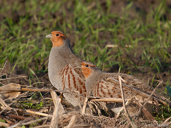 Patrijs / Grey Partridge - Burghsluis