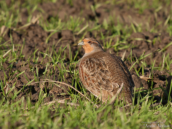 Patrijs / Grey Partridge - Burghsluis