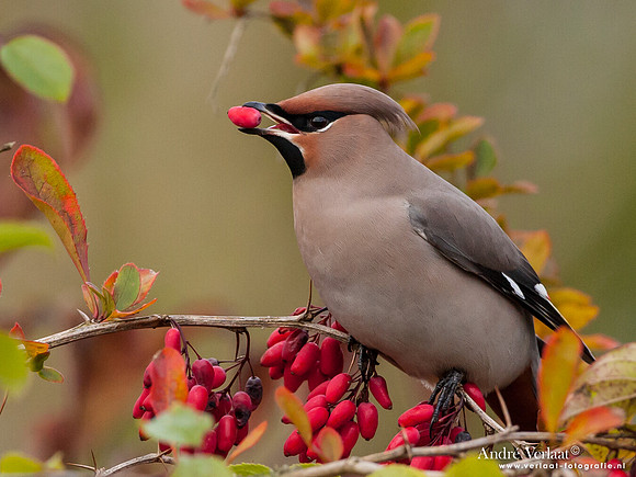 Pestvogel / Bohemian Waxwing - Hoorn
