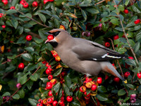 Pestvogel / Bohemian Waxwing - Hoorn