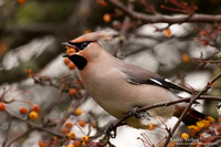Pestvogel / Bohemian Waxwing - Hoorn