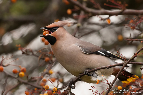 Pestvogel / Bohemian Waxwing - Hoorn