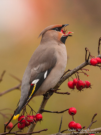 Pestvogel / Bohemian Waxwing - Hoorn