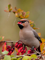Pestvogel / Bohemian Waxwing - Hoorn