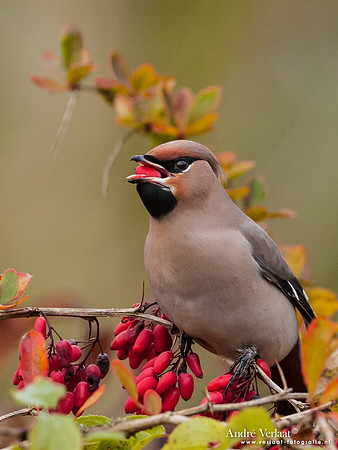 Pestvogel / Bohemian Waxwing - Hoorn