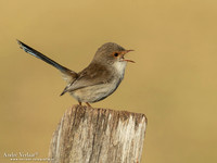 Ornaatelfje / Superb Fairywren