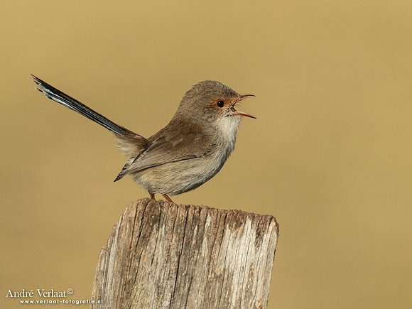 Ornaatelfje / Superb Fairywren - Highfields Qld