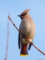 Pestvogel / Bohemian Waxwing - Hoorn