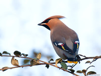 Pestvogel / Bohemian Waxwing - Hoorn