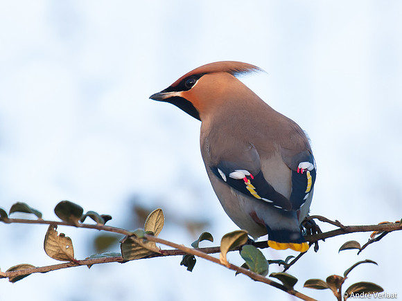 Pestvogel / Bohemian Waxwing - Hoorn
