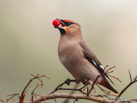 Pestvogel / Bohemian Waxwing - Hoorn