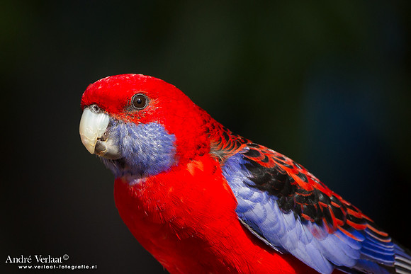Pennant-rosella / Crimson Rosella - Lamington Park