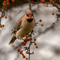Pestvogel / Bohemian Waxwing - Hoorn