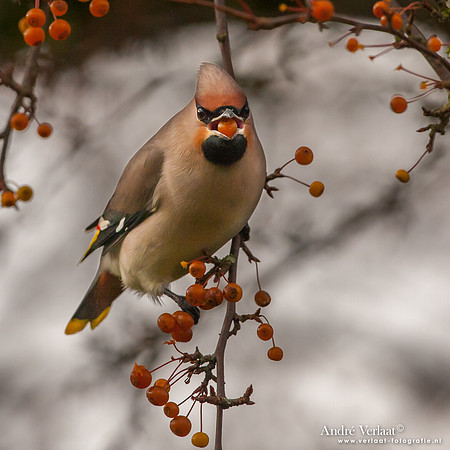 Pestvogel / Bohemian Waxwing - Hoorn