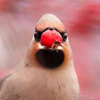 Pestvogel / Bohemian Waxwing - Hoorn