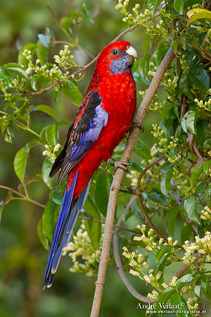 Pennant-rosella / Crimson Rosella - Lamington Park