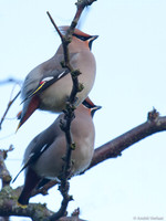 Pestvogel / Bohemian Waxwing - Hoorn