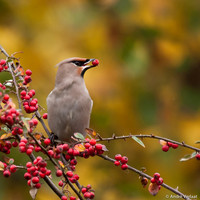 Pestvogel / Bohemian Waxwing - Hoorn