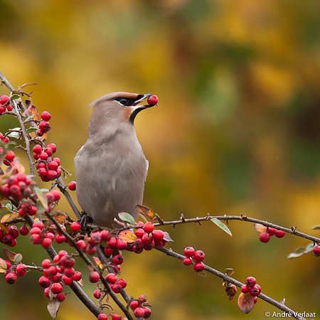 Pestvogel / Bohemian Waxwing - Hoorn
