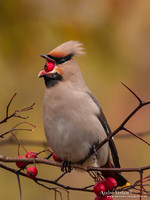 Pestvogel / Bohemian Waxwing - Hoorn