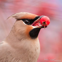 Pestvogel / Bohemian Waxwing - Hoorn
