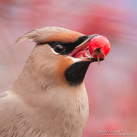 Pestvogel / Bohemian Waxwing - Hoorn