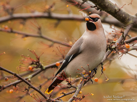 Pestvogel / Bohemian Waxwing - Hoorn