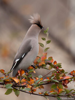 Pestvogel / Bohemian Waxwing - Hoorn