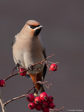 Pestvogel / Bohemian Waxwing - Hoorn