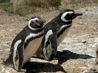 Magelhaen Pinguin - Punta Tombo, Argentina