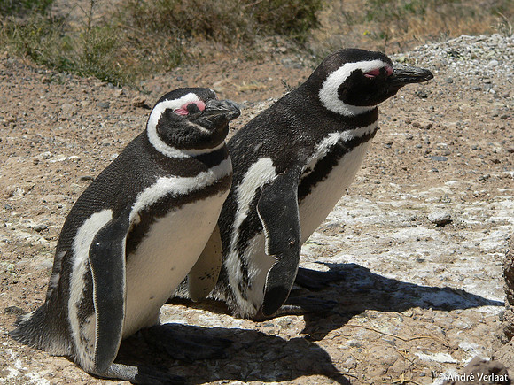 Magelhaen Pinguin - Punta Tombo, Argentina