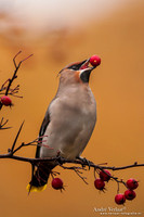 Pestvogel / Bohemian Waxwing - Hoorn