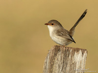 Ornaatelfje / Superb Fairywren - Highfields Qld