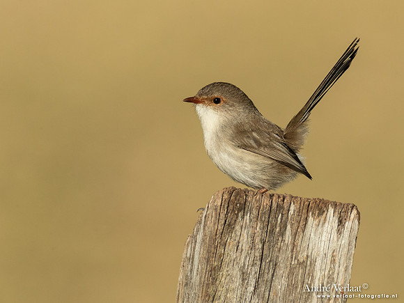 Ornaatelfje / Superb Fairywren - Highfields Qld