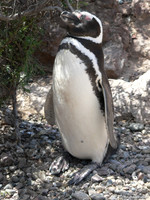 Magelhaen Pinguin - Punta Tombo, Argentina