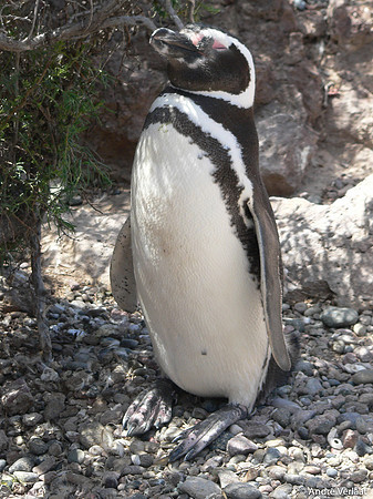 Magelhaen Pinguin - Punta Tombo, Argentina