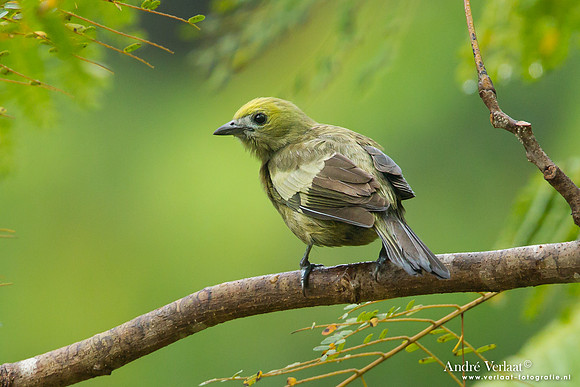 Palmtangare / Palm Tanager - Commewijne