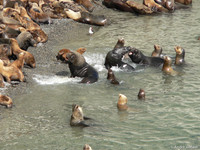 Manenrob / Southern-sea Lion - Punta Tombo, Argentina