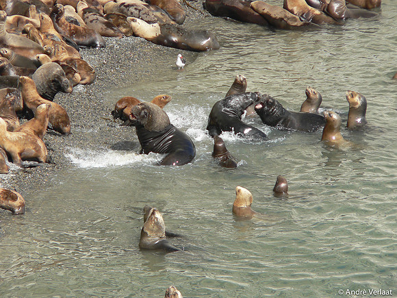 Manenrob / Southern-sea Lion - Punta Tombo, Argentina