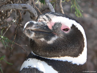 Magelhaen Pinguin - Punta Tombo, Argentina